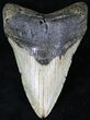 Megalodon Tooth - North Carolina #21674-1